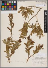 Foto von Salix eriocephala var. watsonii (Bebb) Dorn